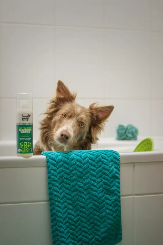 Cachorro sentado na banheira ao lado de uma toalha