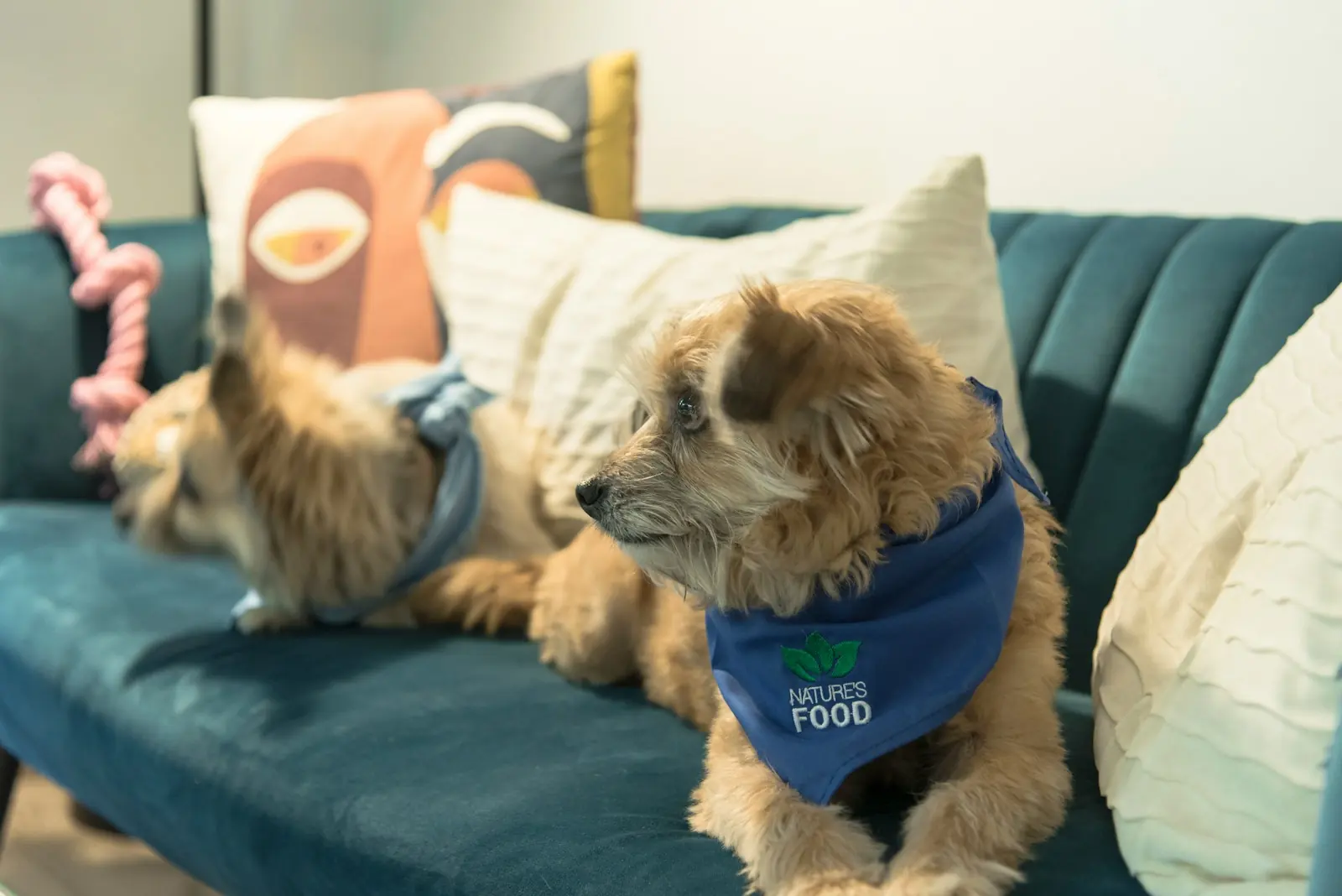 Cachorro e gato juntos deitados em um sofá